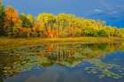 Canada-Ontario-Kenora District Forest autumn colors reflect on Middle Lake Art Print
